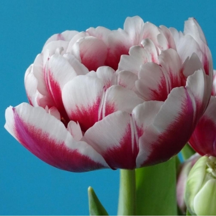 Тюльпан махровый ранний Донато, 11/12, 1 шт.