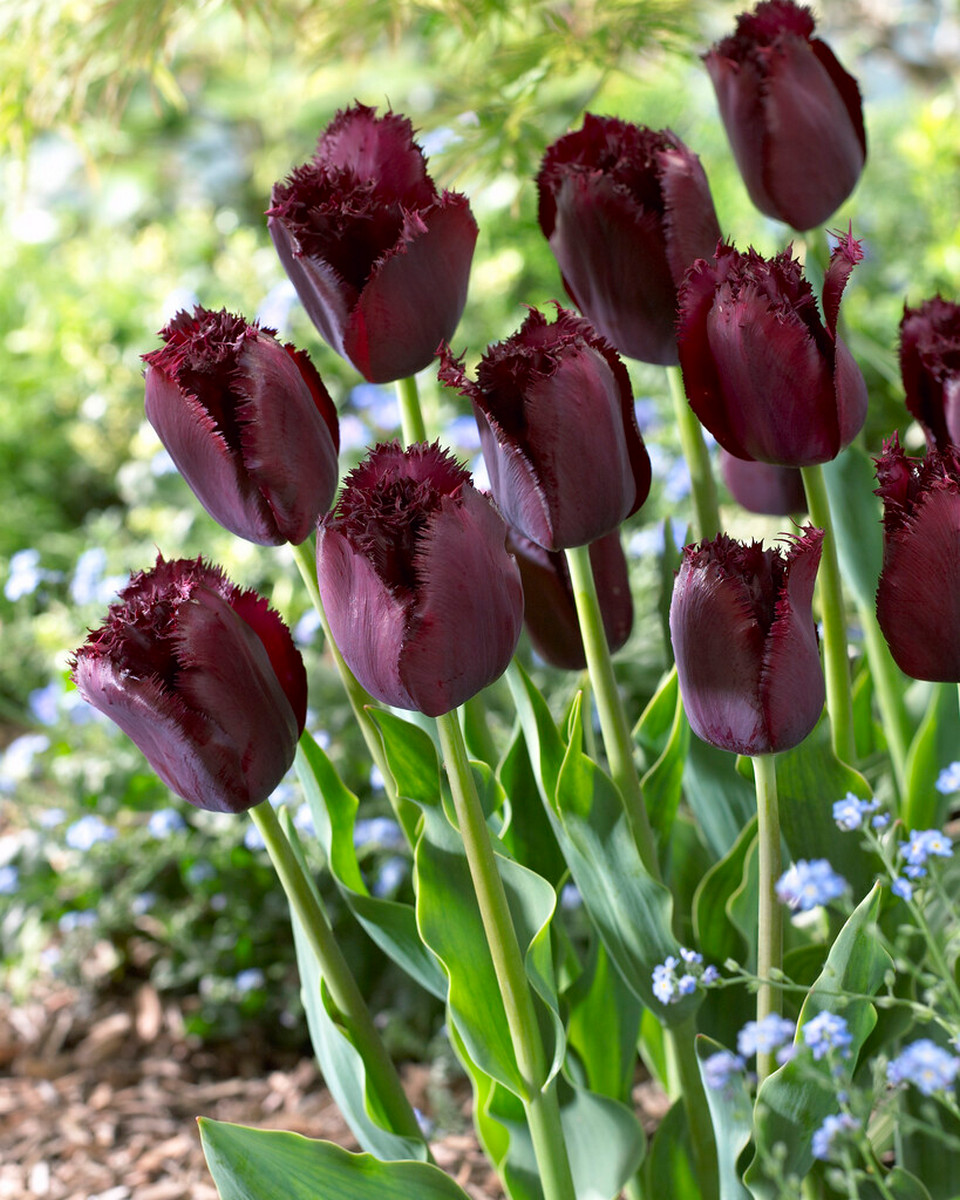 Тюльпан бахромчатый Кубинская Ночь, 11/12, 1 шт.
