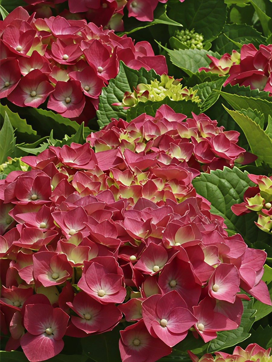 Гортензия крупнолистовая Грюнес Гевёлбе/ЦКорЛюкс