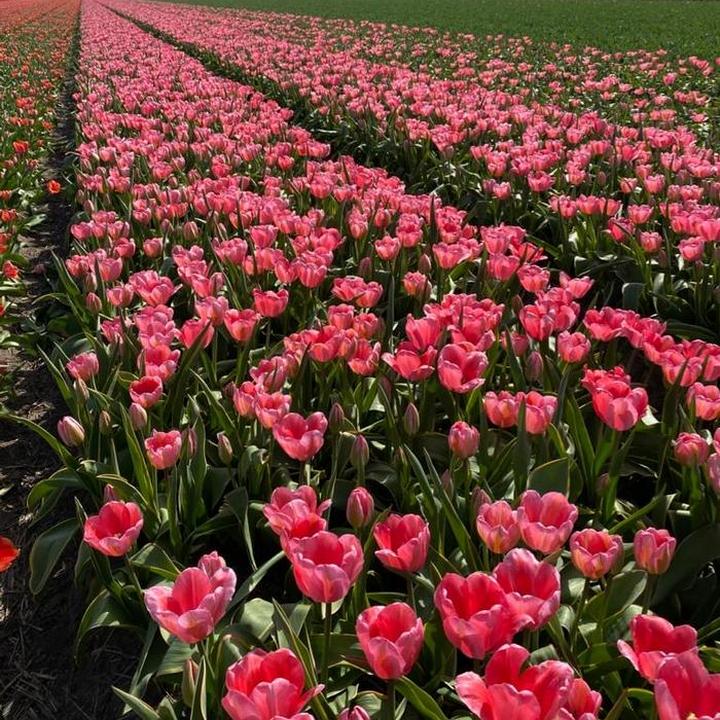 Тюльпан дарвинов гибрид Дизайн Импрешшн, 11/12, 1 шт.