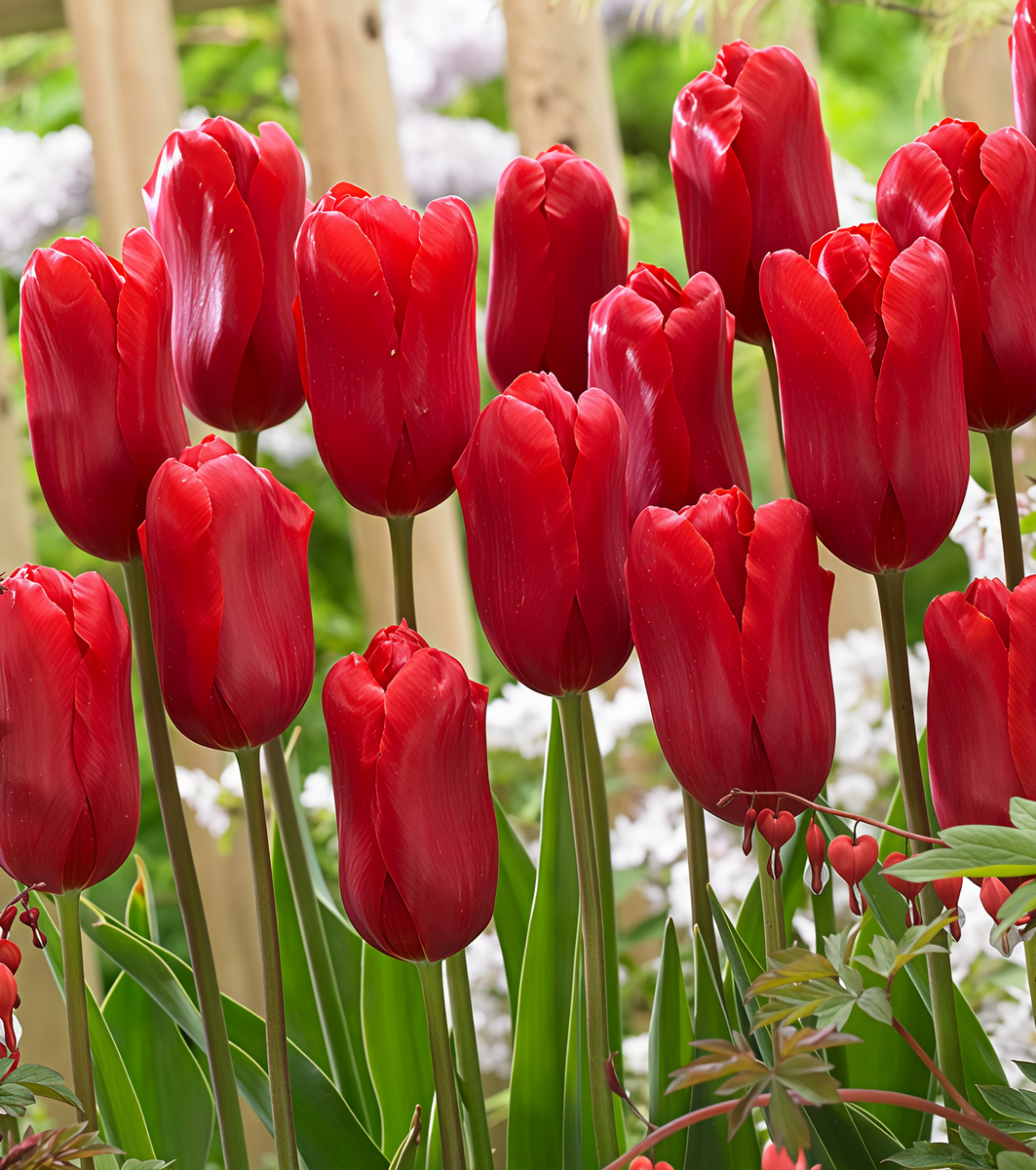 Тюльпан простой поздний Рэд Прауд, 12/+, 1 шт.