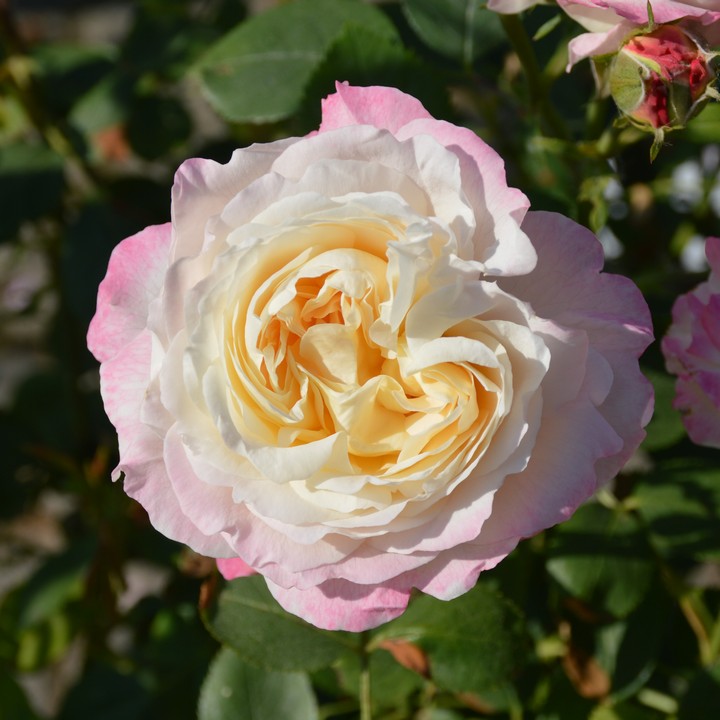 Роза флорибунда Андре Брише/ЦКор