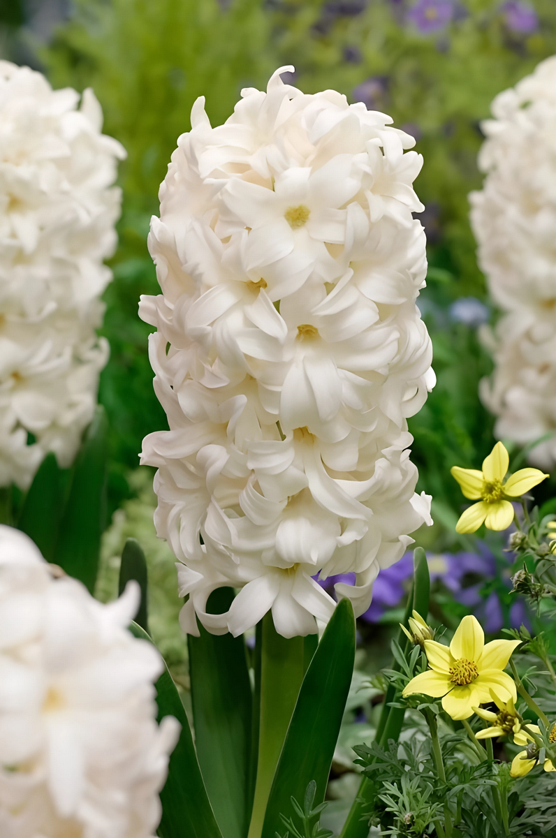 Гиацинт Карнеги, 1 шт.