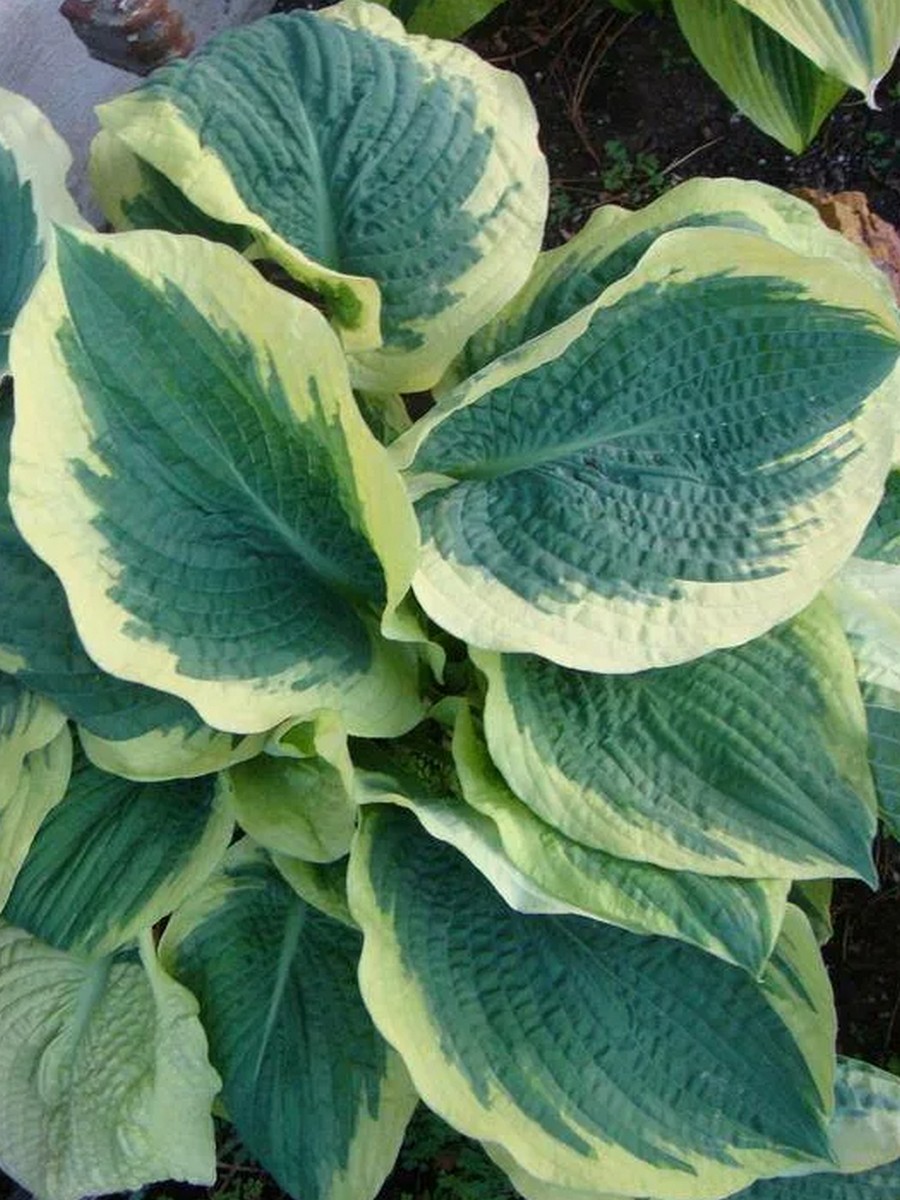 Хоста Американ Хало, 1 шт.