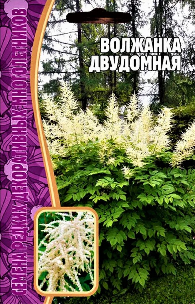 Волжанка Двудомная, 50 шт.