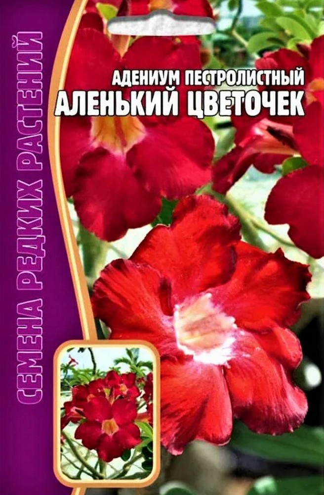 Адениум Аленький Цветочек, 3 шт.
