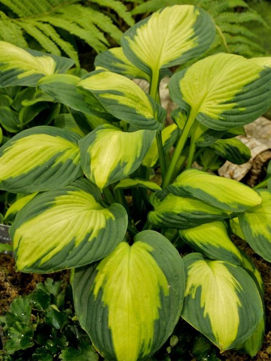 Хоста Капитан Кирк, 1 шт.