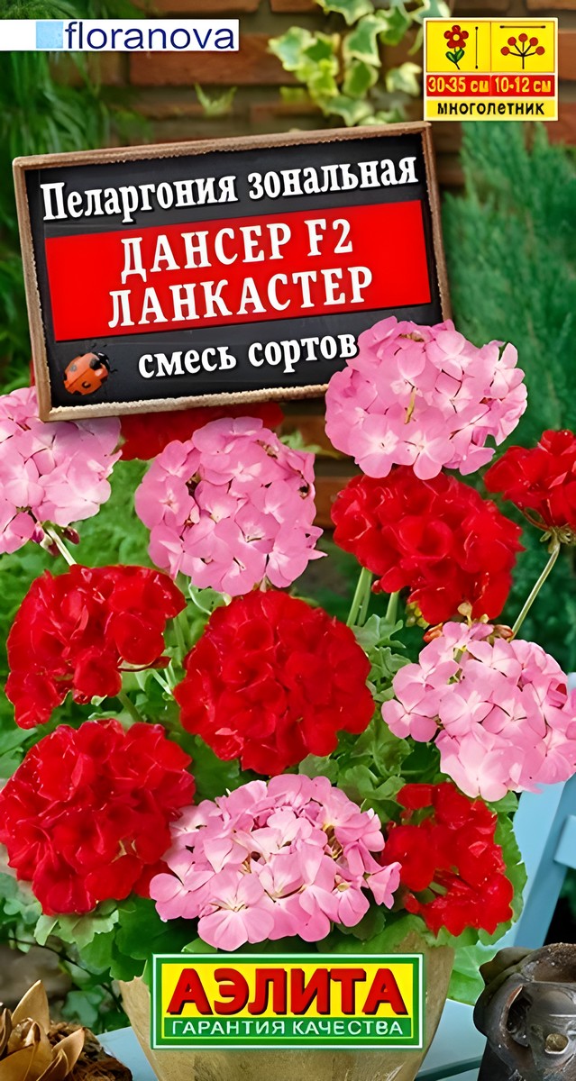Пеларгония Дансер F2 Ланкастер, смесь окрасок, 5 шт.