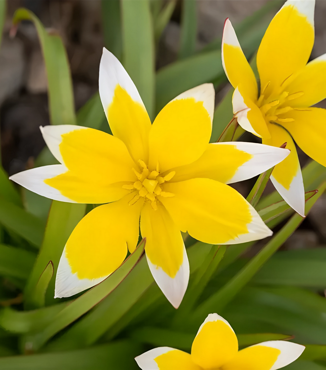 Тюльпан ботанический Тарда, 8/+, 1 шт.