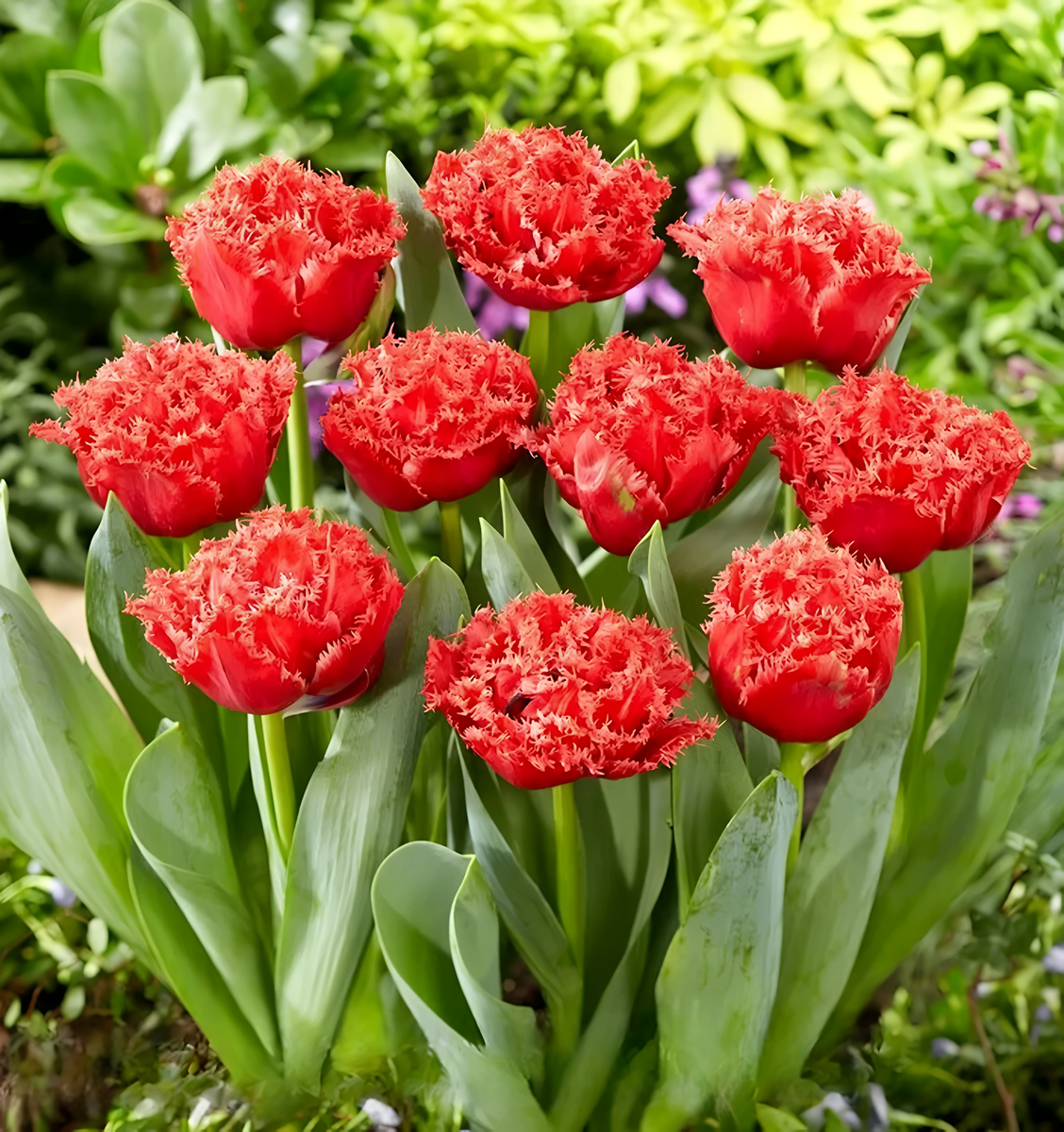 Тюльпан махровый густобахромчатый Бендиго, 11/12, 1 шт.