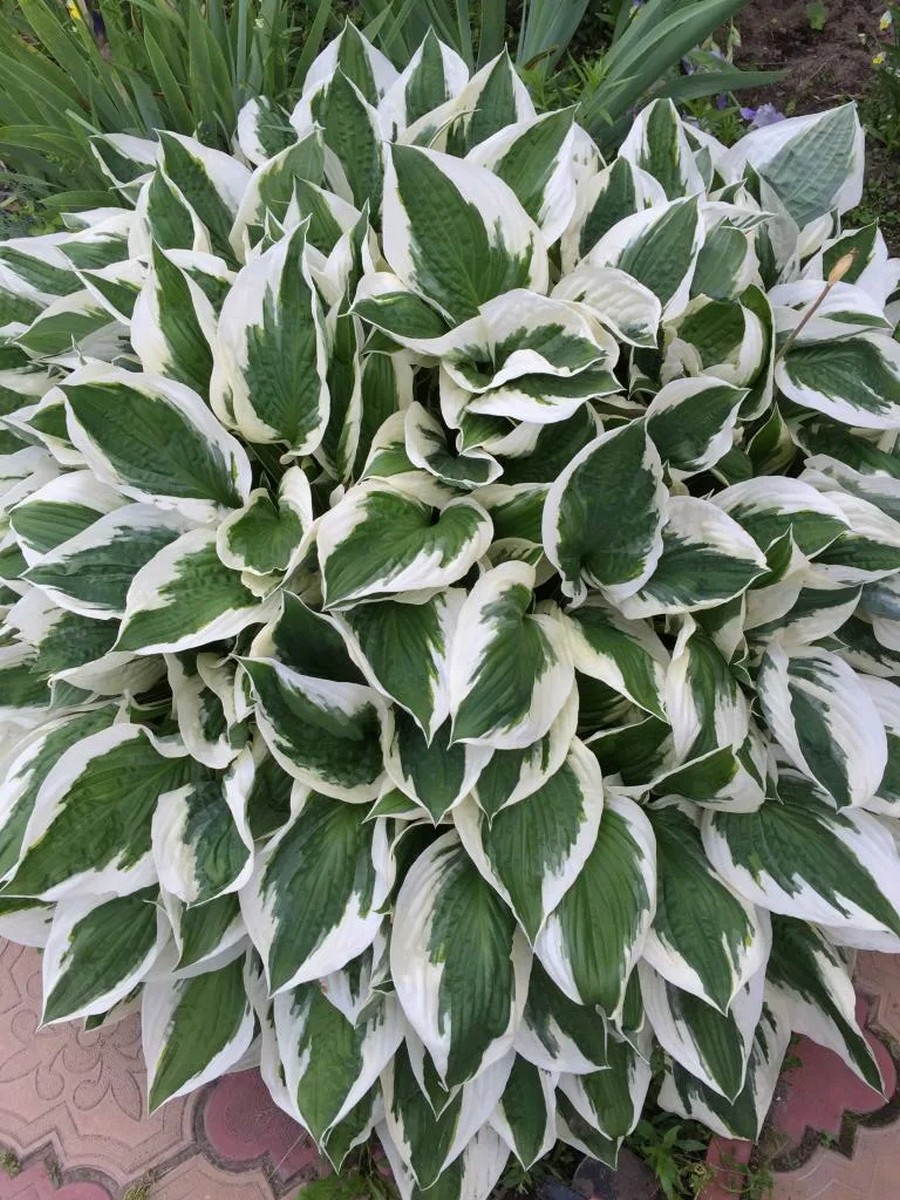 Хоста Грин Пэтриот, 1 шт.