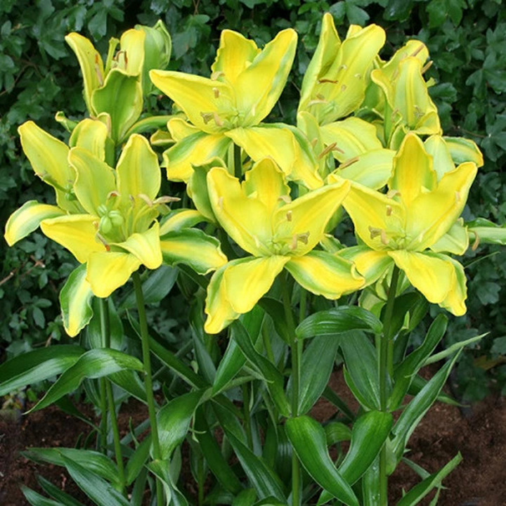 Лилия азиатская Йеллоу Пэррот, 12/14, 1 шт.