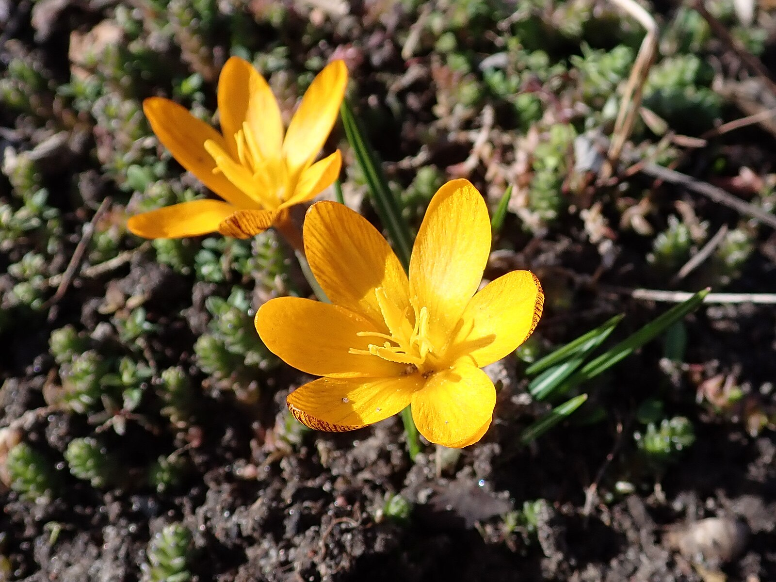 Крокус крупноцветковый Оранж Монарх, 5/7, 1 шт.