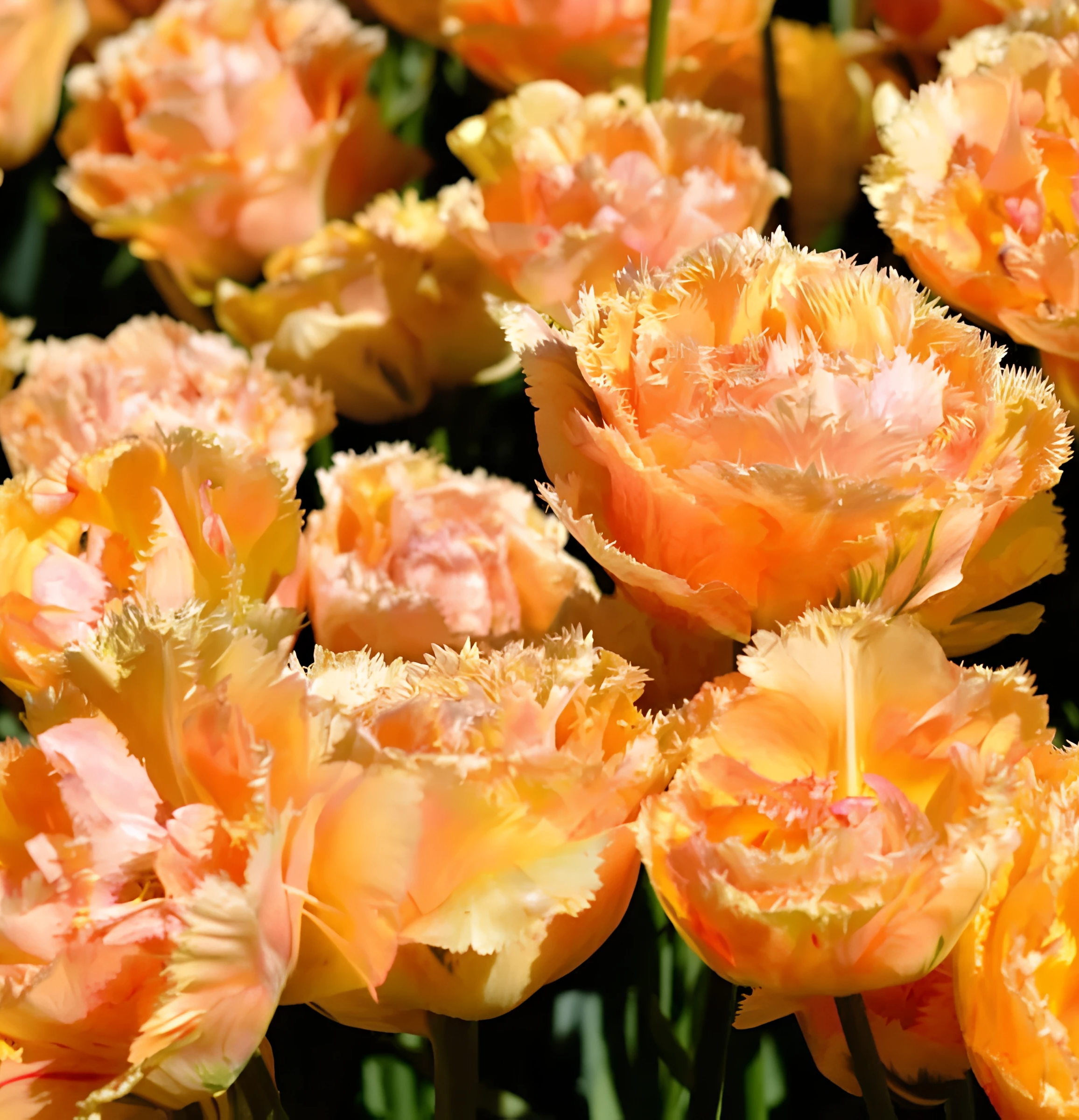 Тюльпан махровый бахромчатый Вайа Кон Диос, 12/+, 1 шт.