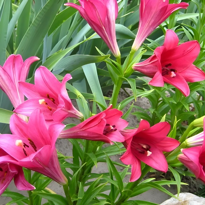 Лилия лонгифлорум Дивайн, 12/14, 1 шт.