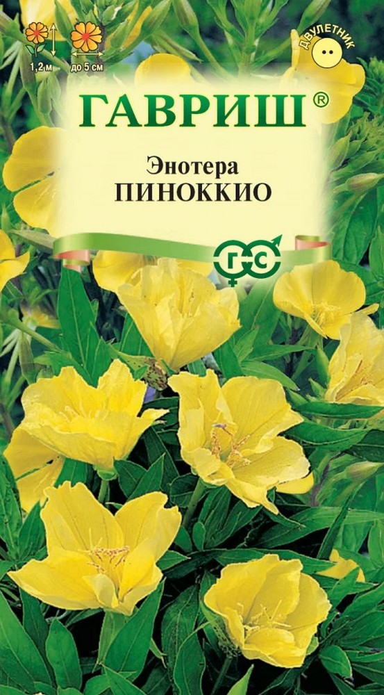 Энотера двулетняя Пиноккио, 0,3 г