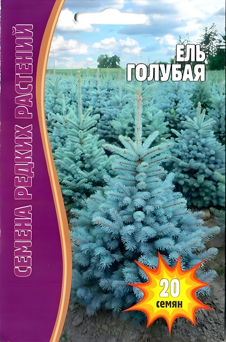 Ель Голубая, 20 шт.