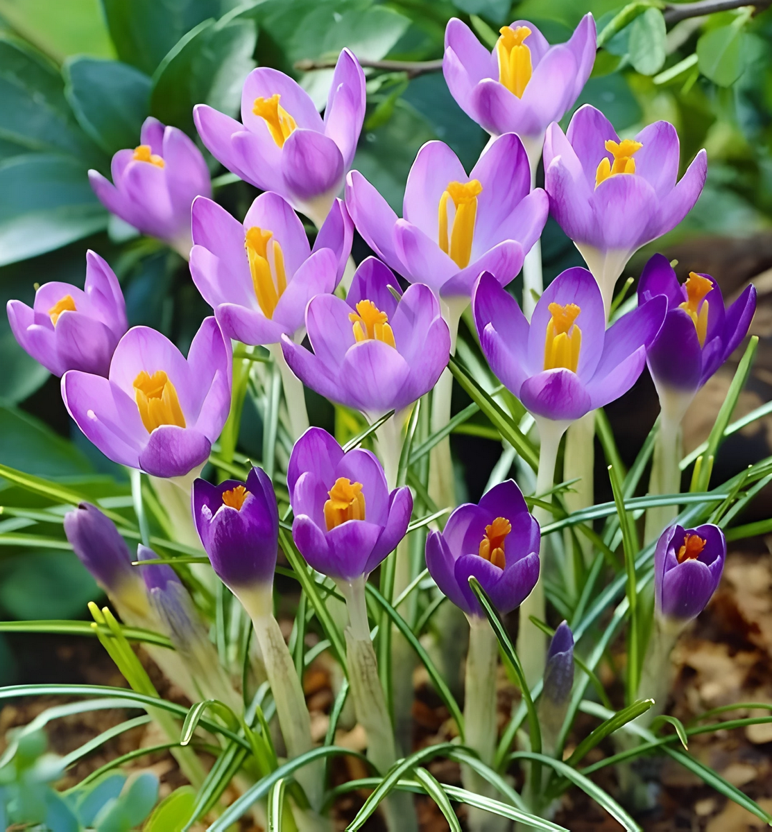 Крокус ботанический Баррз Пурпл, 5/+, 1 шт.