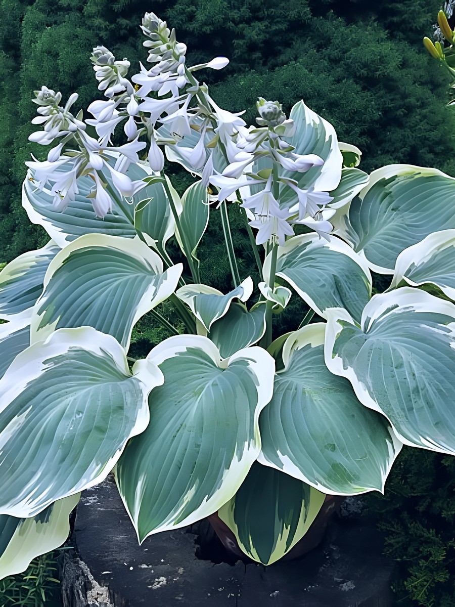 Хоста Орионс Бел, 1 шт.