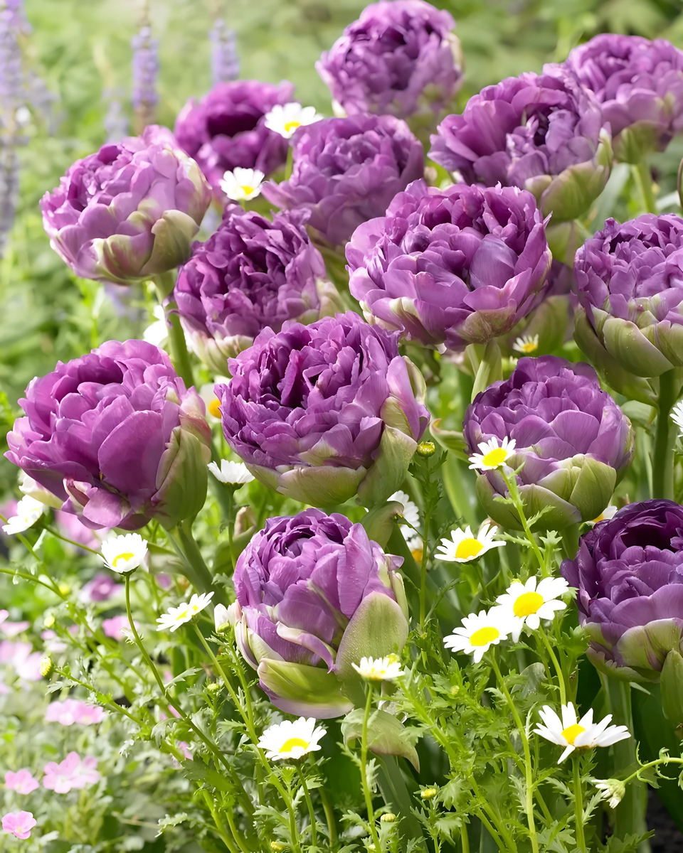 Тюльпан густомахровый Экскуист, 11/12, 1 шт.