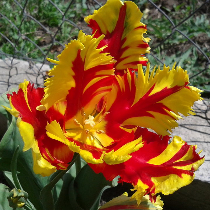 Тюльпан попугайный Техас Флэйм, 12/+, 1 шт.