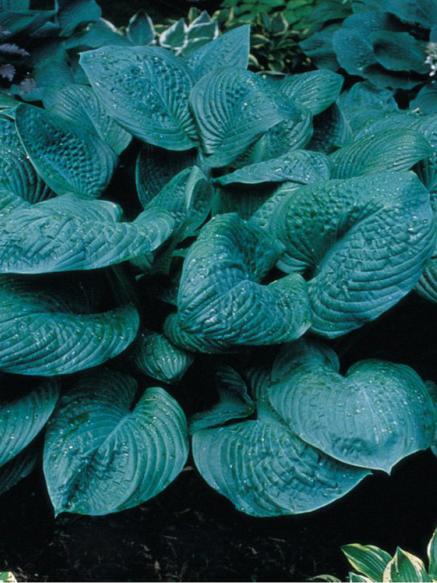 Хоста Блю Амбреллас, 1 шт.