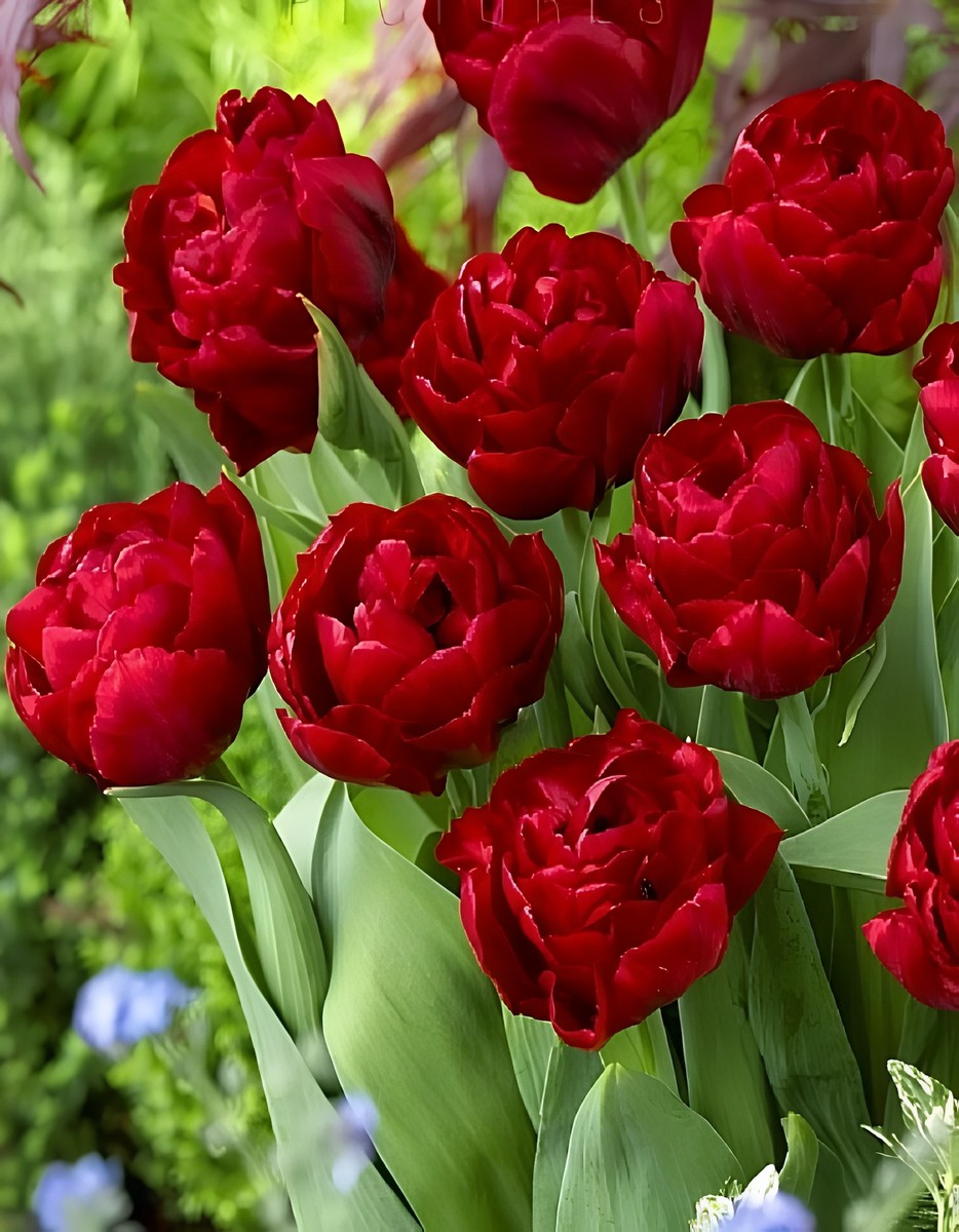 Тюльпан махровый ранний Ред Бейби Долл, 11/12, 1 шт.