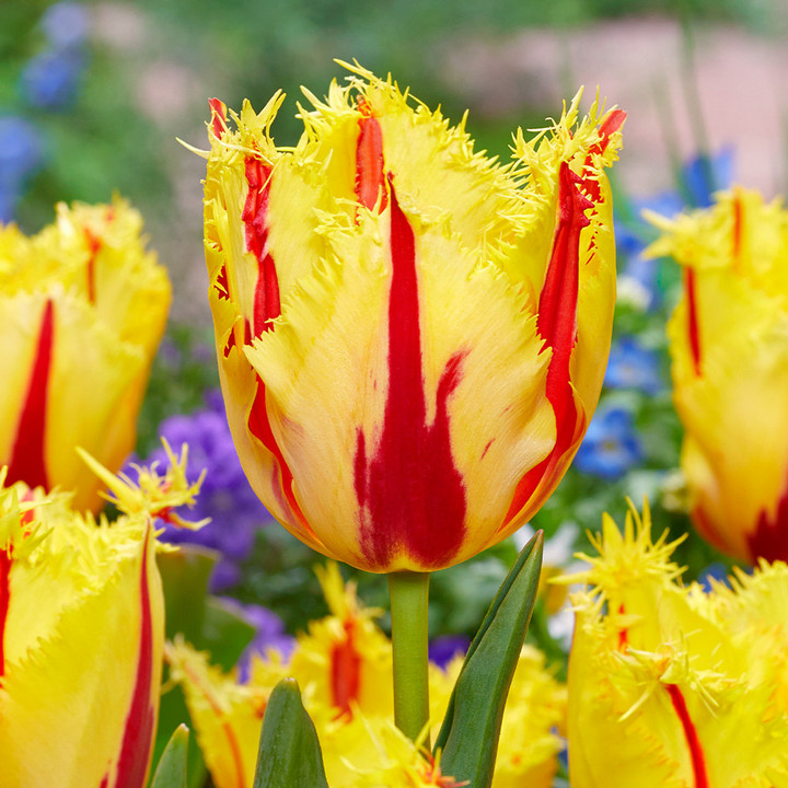 Тюльпан бахромчатый Парти Клоун, 12/+, 1 шт.