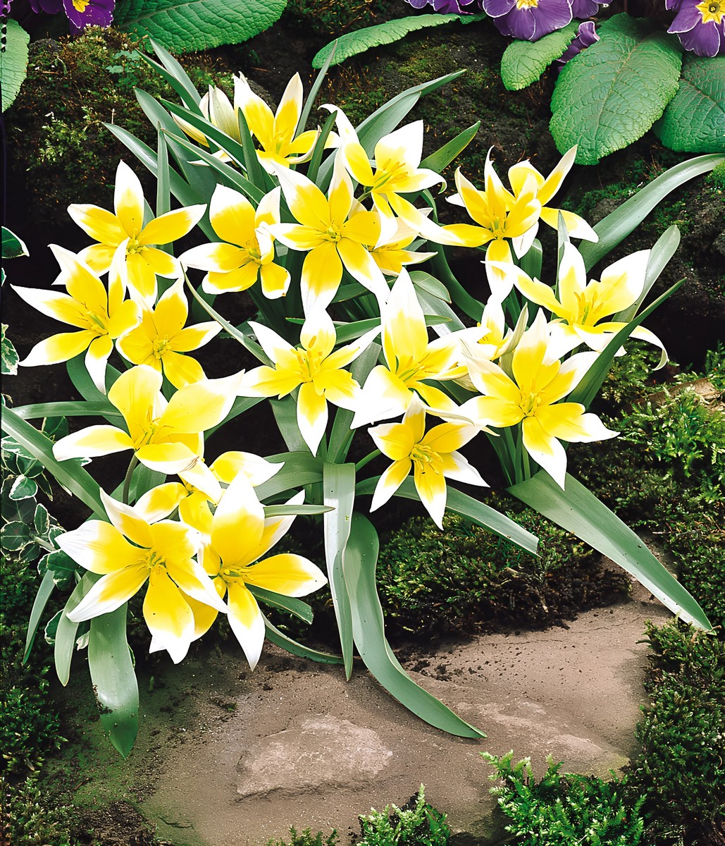 Тюльпан ботанический Тарда, 8/+, 1 шт.