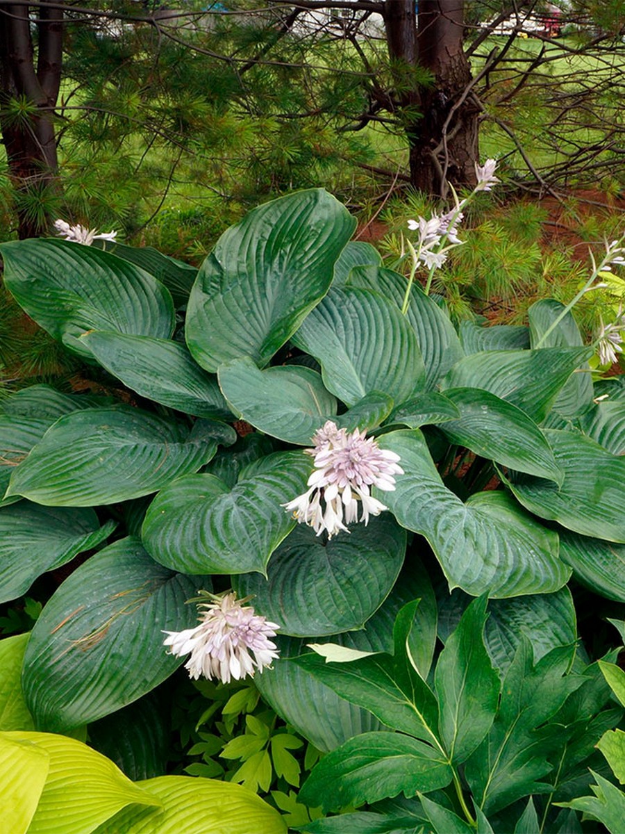 Хоста Эмпересс Ву, 1 шт.