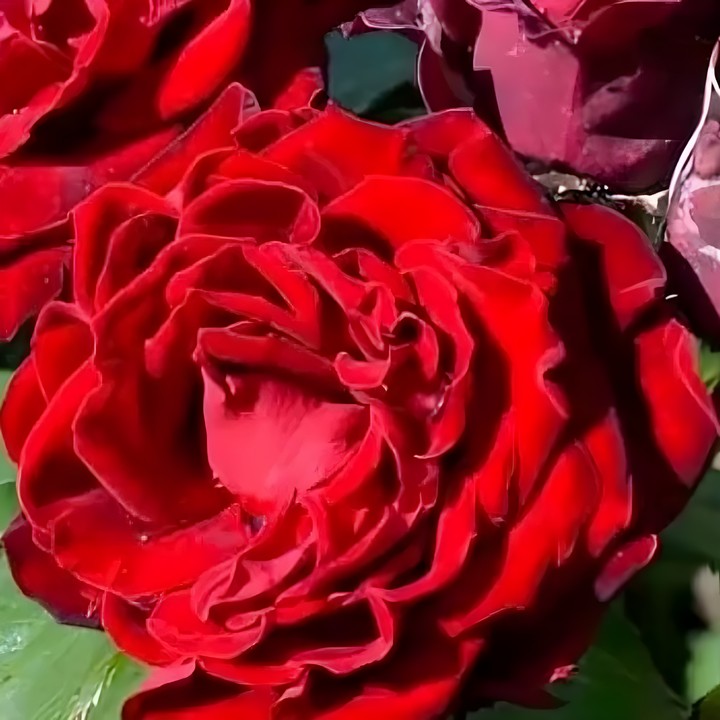 Роза спрей (миниатюрная) Таманго/ЦКор