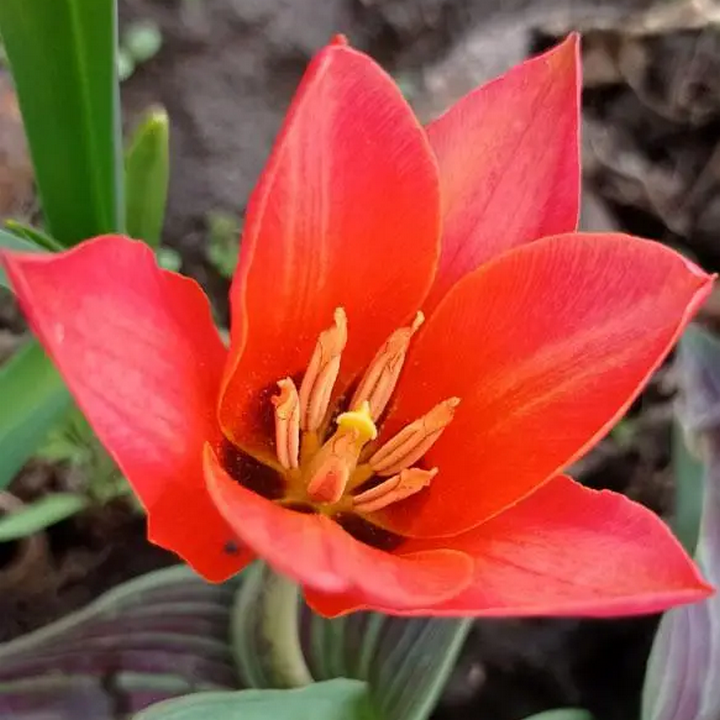 Тюльпан грейга Али Баба, 11/12, 1 шт.