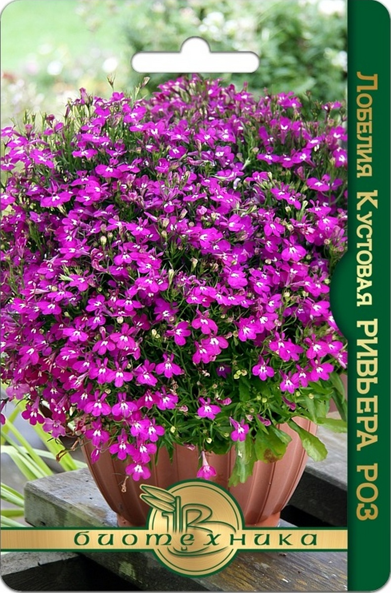 Лобелия кустовая Ривьера Роз, 10 шт.
