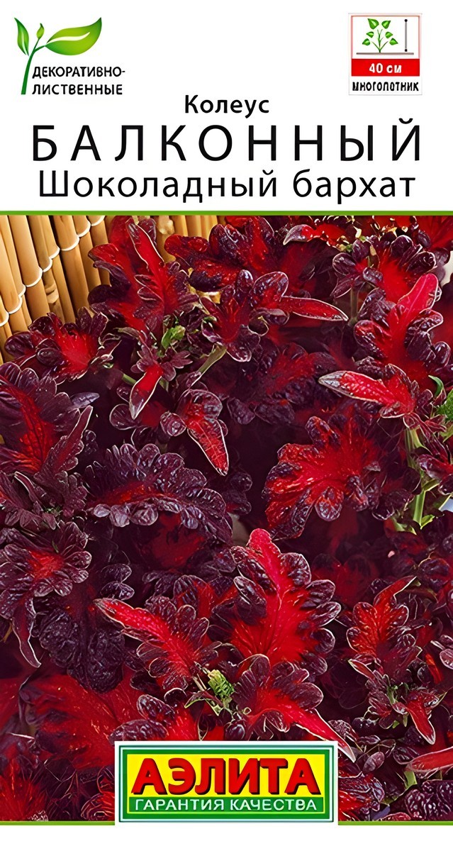 Колеус балконный Шоколадный бархат, 5 шт.  