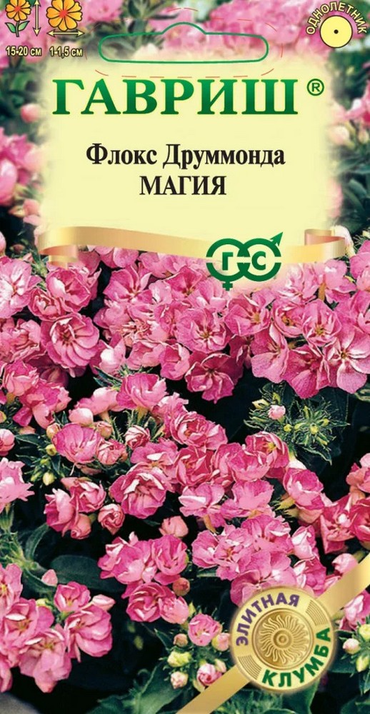 Флокс Друммонда Магия, 8шт. Элитная клумба.