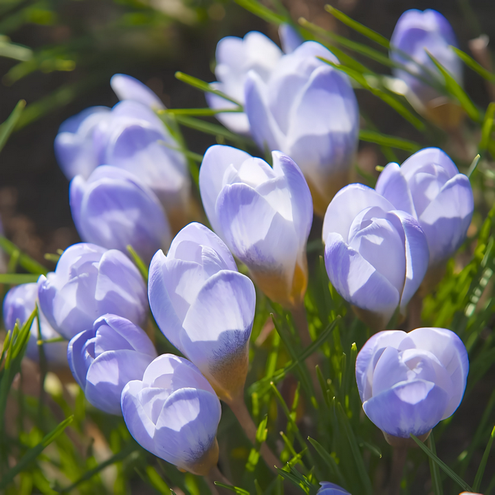 Крокус ботанический Блю Перл, 5/+, 1 шт.