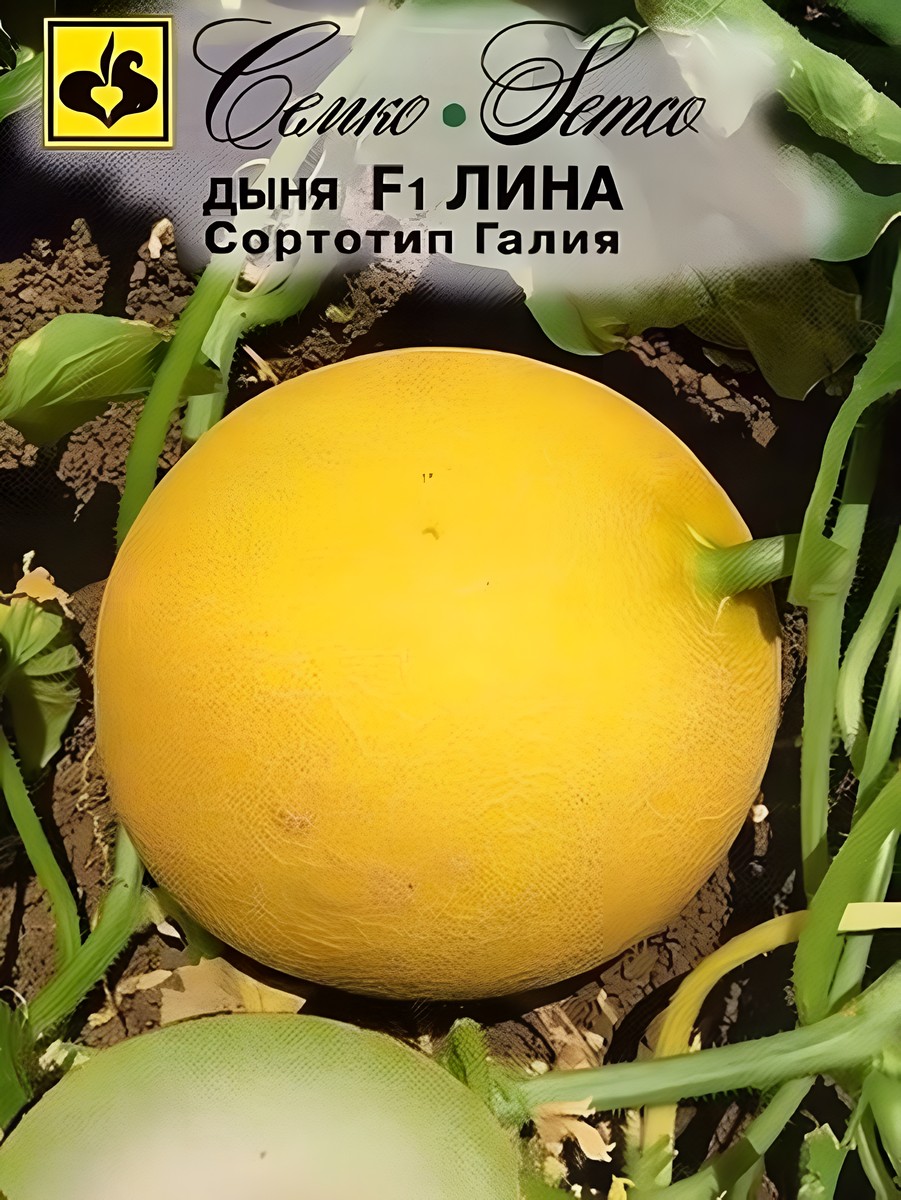 Дыня F1 Лина, 5 шт.