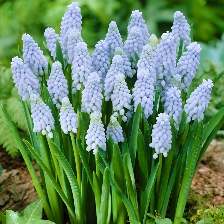 Мускари Валери Финнис, 8/9, 1 шт.