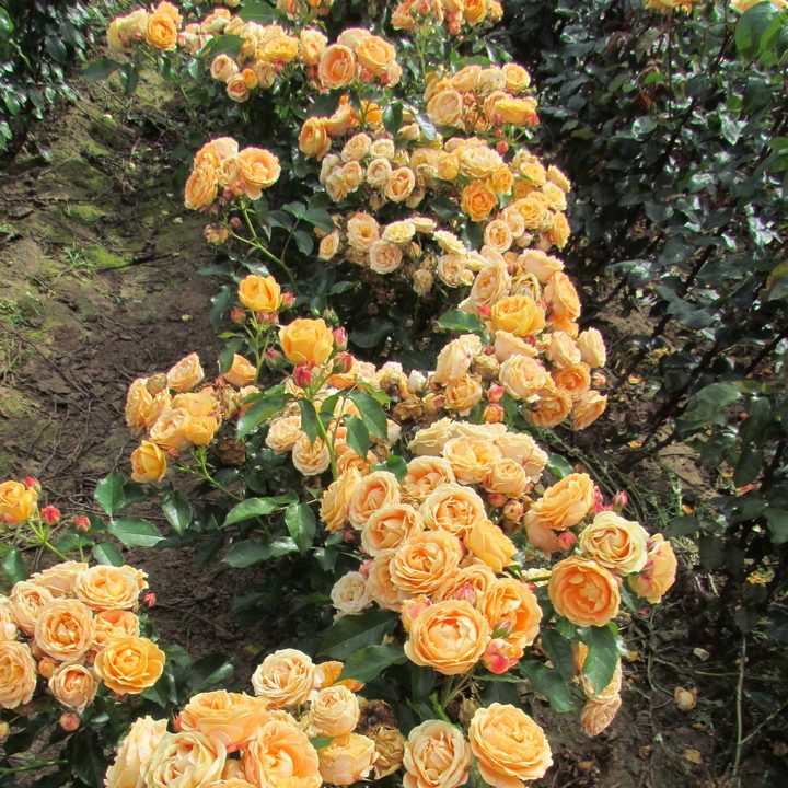 Роза флорибунда Дольче Вита/ЦКор