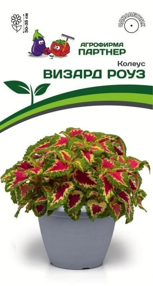 Колеус Визард Роуз, 10 шт. 