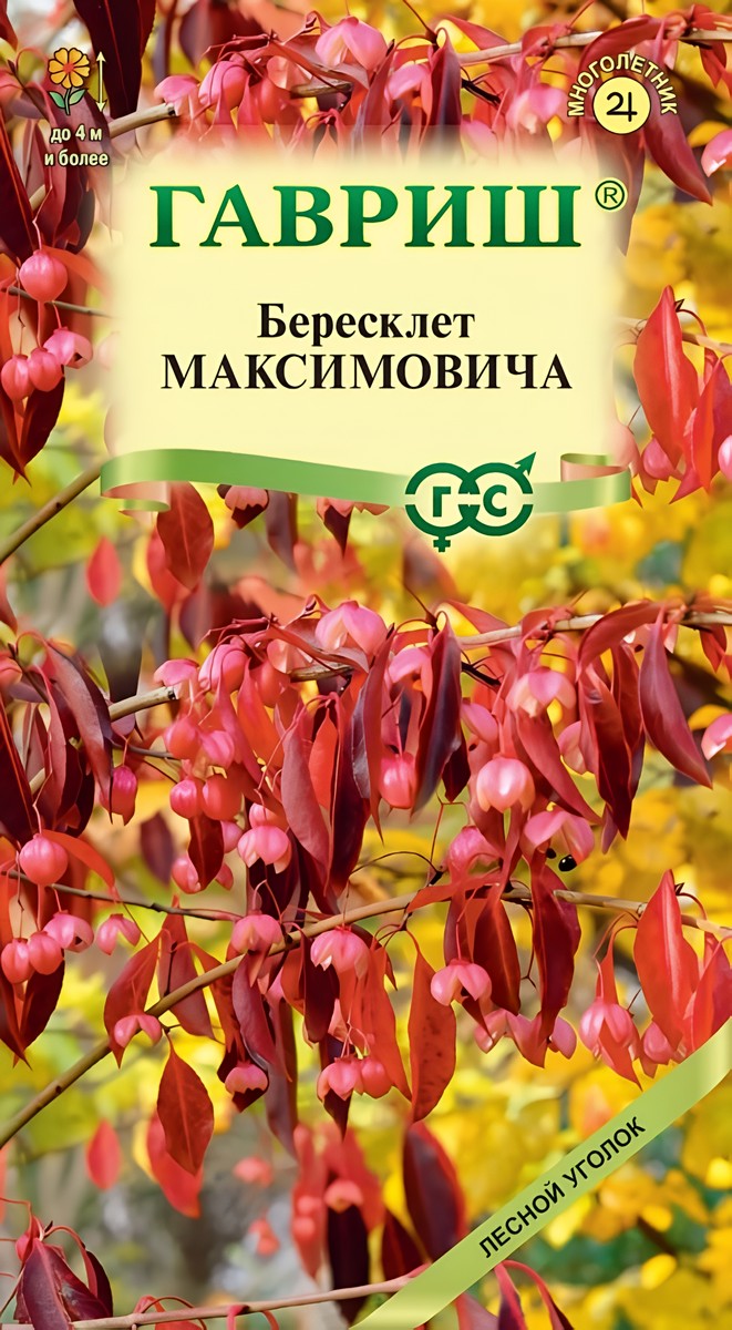 Бересклет Максимовича, 0,2 г. Лесной уголок.