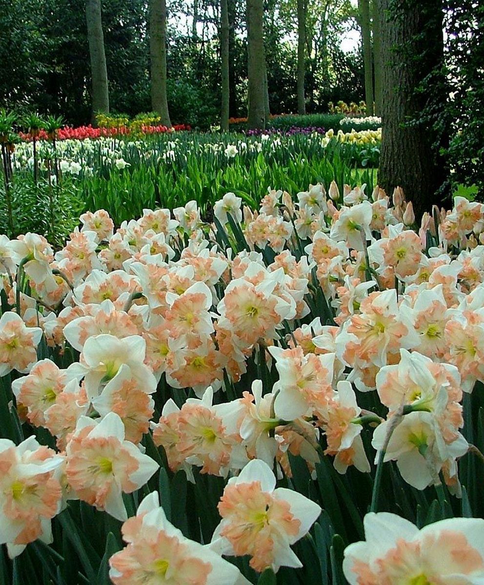 Нарцисс крупнокорончатый Эдинбург, 12/14, 1 шт.