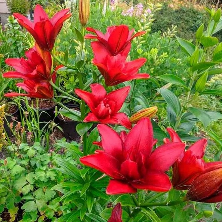 Лилия азиатская махровая Канари Варф, 1 шт.