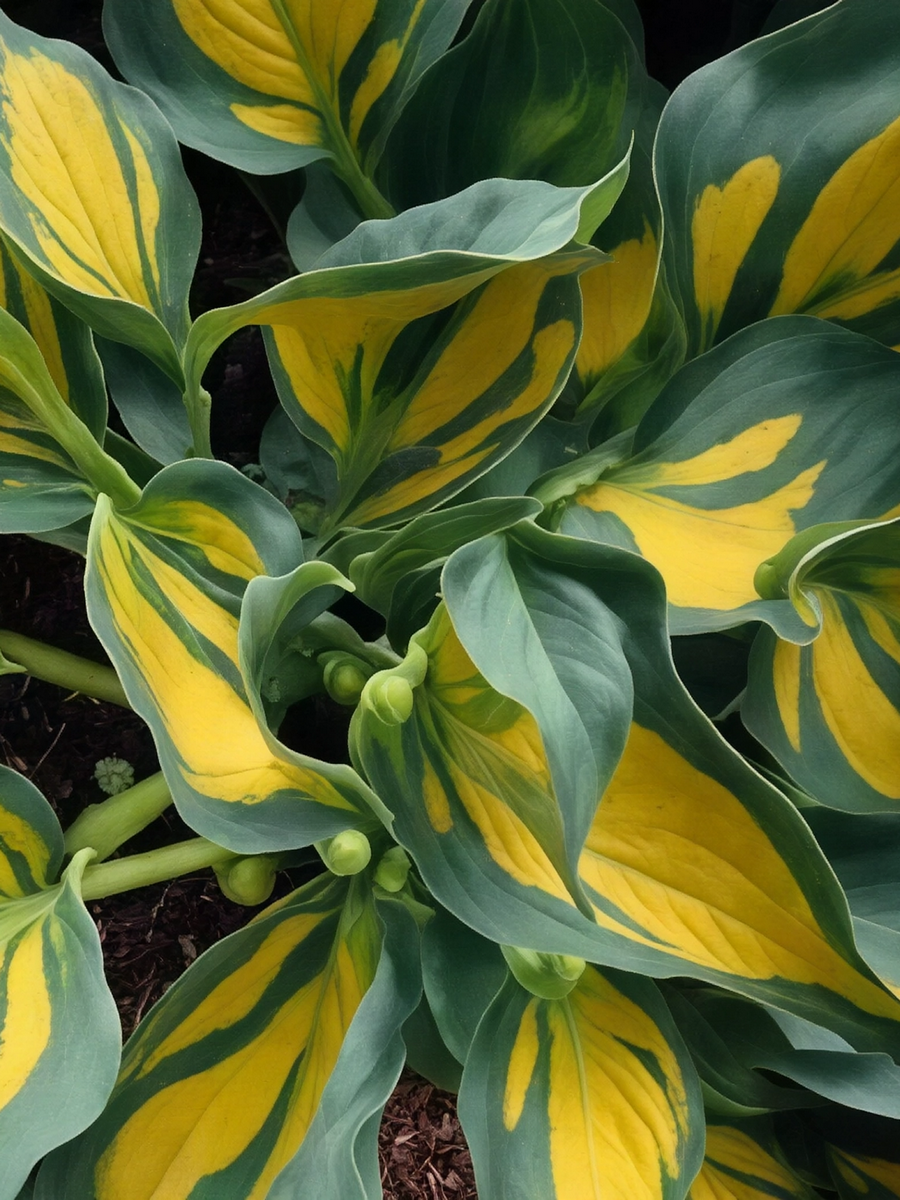 Хоста Форбидден Фрут, 1 шт.