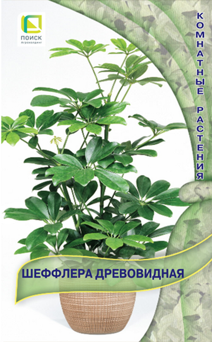 Шеффлера древовидная, 5 шт.