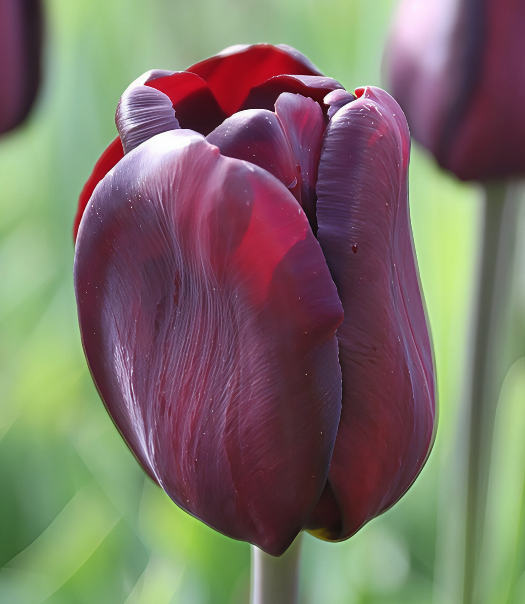 Тюльпан триумф Континентал, 11/12, 1 шт.