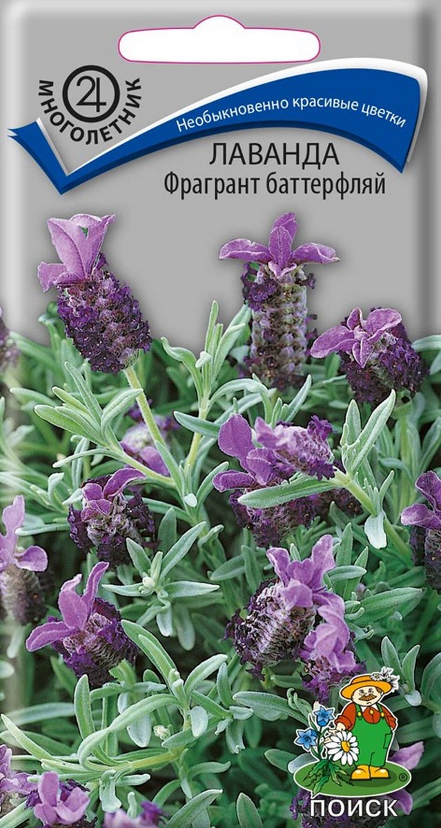 Лаванда Фрагрант баттерфляй, 20 шт.