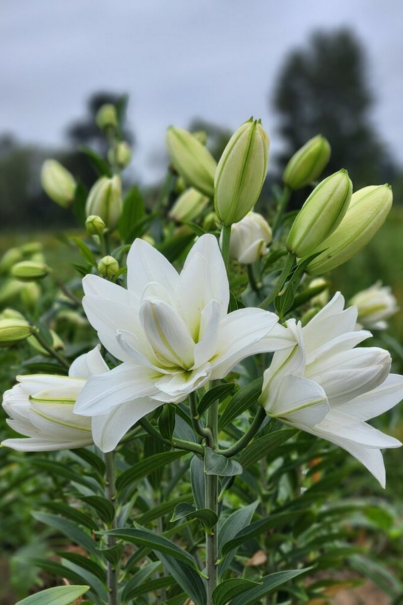 Лилия восточная махровая Лотус Пьюр, 16/18, для выгонки, 1 шт.