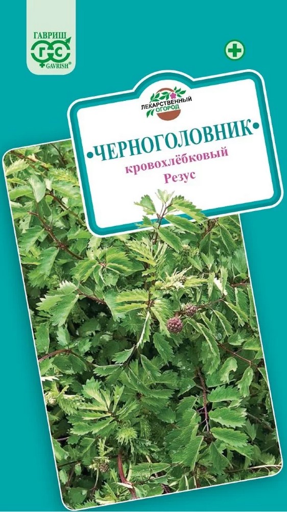 Черноголовник кровохлебковый Резус, 0,5 г. Лекарственная.