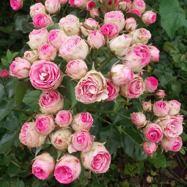 Роза спрей (миниатюрная) Мими Эден/ЦКор